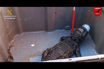 La Guardia Civil y la Policía Local intervienen en Telde la mayor colección privada de animales venenosos/Guardia Civil y Policía Local.