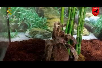 La Guardia Civil y la Policía Local intervienen en Telde la mayor colección privada de animales venenosos/Guardia Civil y Policía Local.