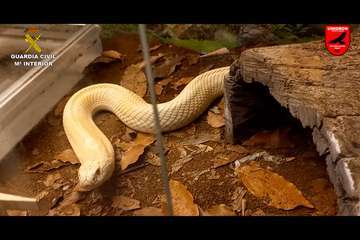 La Guardia Civil y la Policía Local intervienen en Telde la mayor colección privada de animales venenosos/Guardia Civil y Policía Local.
