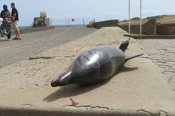 Aparece muerta una cría de delfín en la playa de La Restinga/TA.