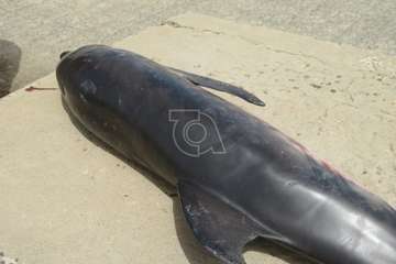 Aparece muerta una cría de delfín en la playa de La Restinga/TA.