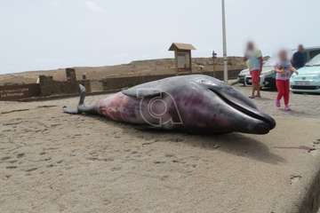 Aparece muerta una cría de delfín en la playa de La Restinga/TA.