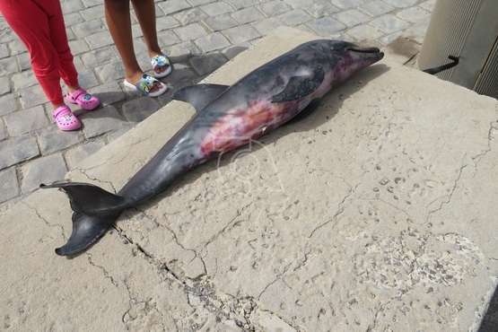 Aparece muerta una cría de delfín en la playa de La Restinga/TA.