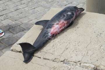 Aparece muerta una cría de delfín en la playa de La Restinga/TA.