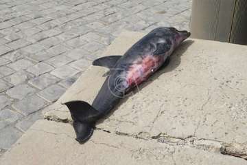 Aparece muerta una cría de delfín en la playa de La Restinga/TA.