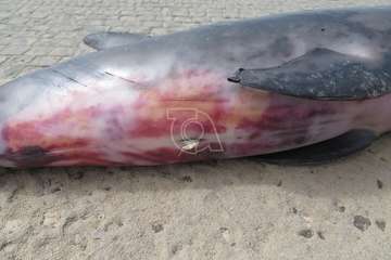 Aparece muerta una cría de delfín en la playa de La Restinga/TA.