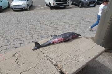 Aparece muerta una cría de delfín en la playa de La Restinga/TA.