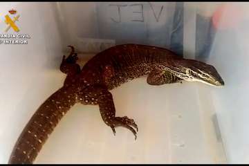  La Guardia Civil detiene en Telde a una persona por poseer 16 animales peligrosos, entre ellos un cocodrilo y un caimán/GC.