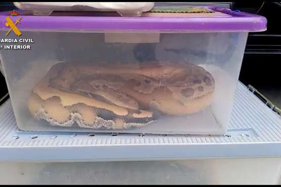  La Guardia Civil detiene en Telde a una persona por poseer 16 animales peligrosos, entre ellos un cocodrilo y un caimán/GC.