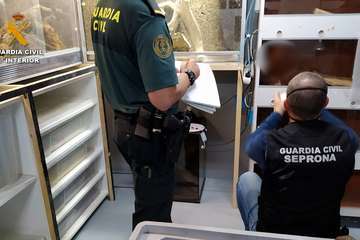  La Guardia Civil detiene en Telde a una persona por poseer 16 animales peligrosos, entre ellos un cocodrilo y un caimán/GC.