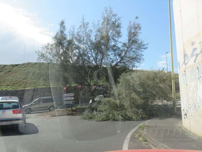 Árbol caído en el acceso a La Pardilla y a Makro/TA.