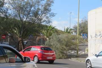 La caída de un árbol obstaculiza el acceso a La Pardilla y Makro desde la rotonda próxima a este centro comercial/TA.