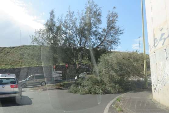 La caída de un árbol obstaculiza el acceso a La Pardilla y Makro desde la rotonda próxima a este centro comercial/TA.