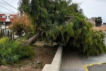 La caída de un árbol en Las Remudas, a punto de causar una desgracia/TA.
