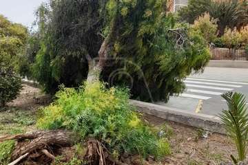 La caída de un árbol en Las Remudas, a punto de causar una desgracia/TA.