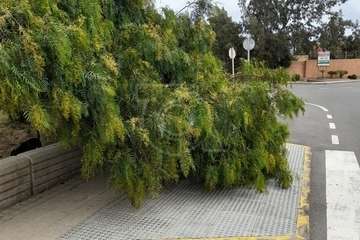 La caída de un árbol en Las Remudas, a punto de causar una desgracia/TA.