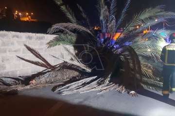 El barrio de Hornos del Rey, incomunicado por la caída de una palmera sobre su única vía de acceso/TA.