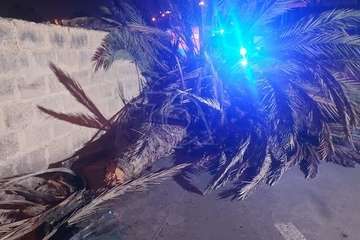 El barrio de Hornos del Rey, incomunicado por la caída de una palmera sobre su única vía de acceso/TA.