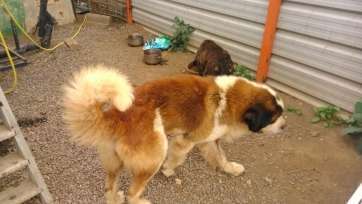 Imagen del perro desaparecido (Foto TA)