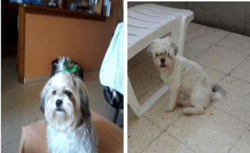 La perrita desaparecida (Foto TA)