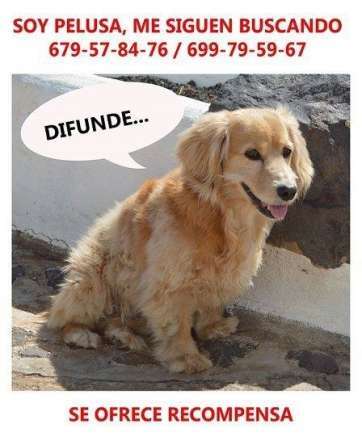 Imagen de Pelusa (Foto TA)