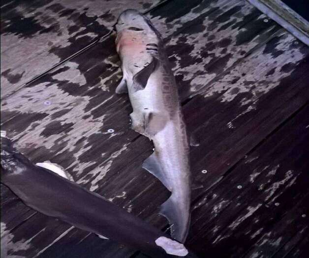 Tiburón capturado con las aletas cortadas (Foto TA)