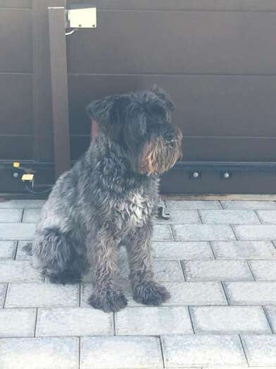 La perrita perdida (Foto TA)