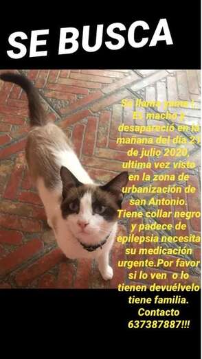 El felino que desapareció el pasado 21 de julio en San Antonio (Foto TA)
