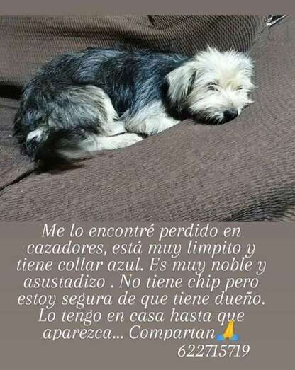 Imagen del perro hallado en Cazadores/TA.