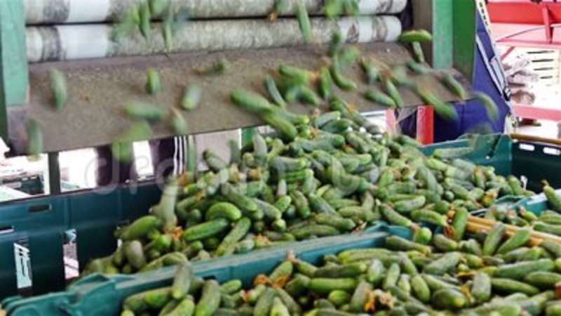 Empaquetado de pepinos/TA.