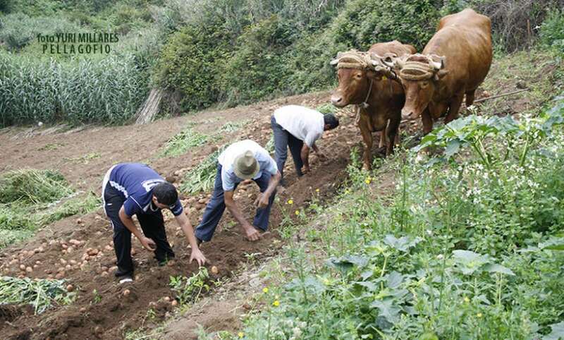 Trabajadores del campo/TA.