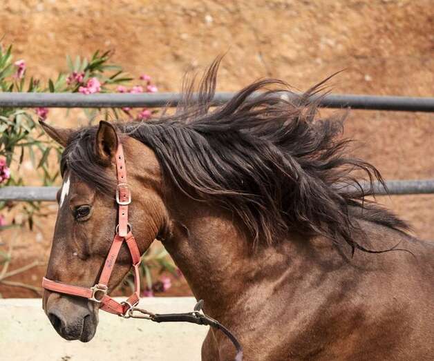 Caballdo/Multimedia.