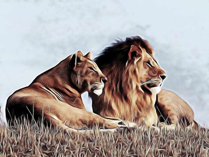 Pareja de leones/Multimedia.
