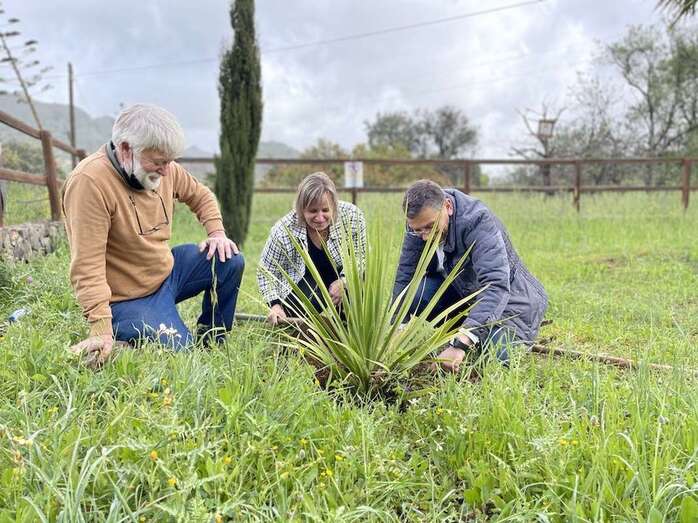 Plantación de un almendro en Valsequillo/TA.