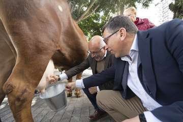 Valsequillo se reencuentra con el inicio de las fiestas de la Ruta del Almendrero en Flor/TA.