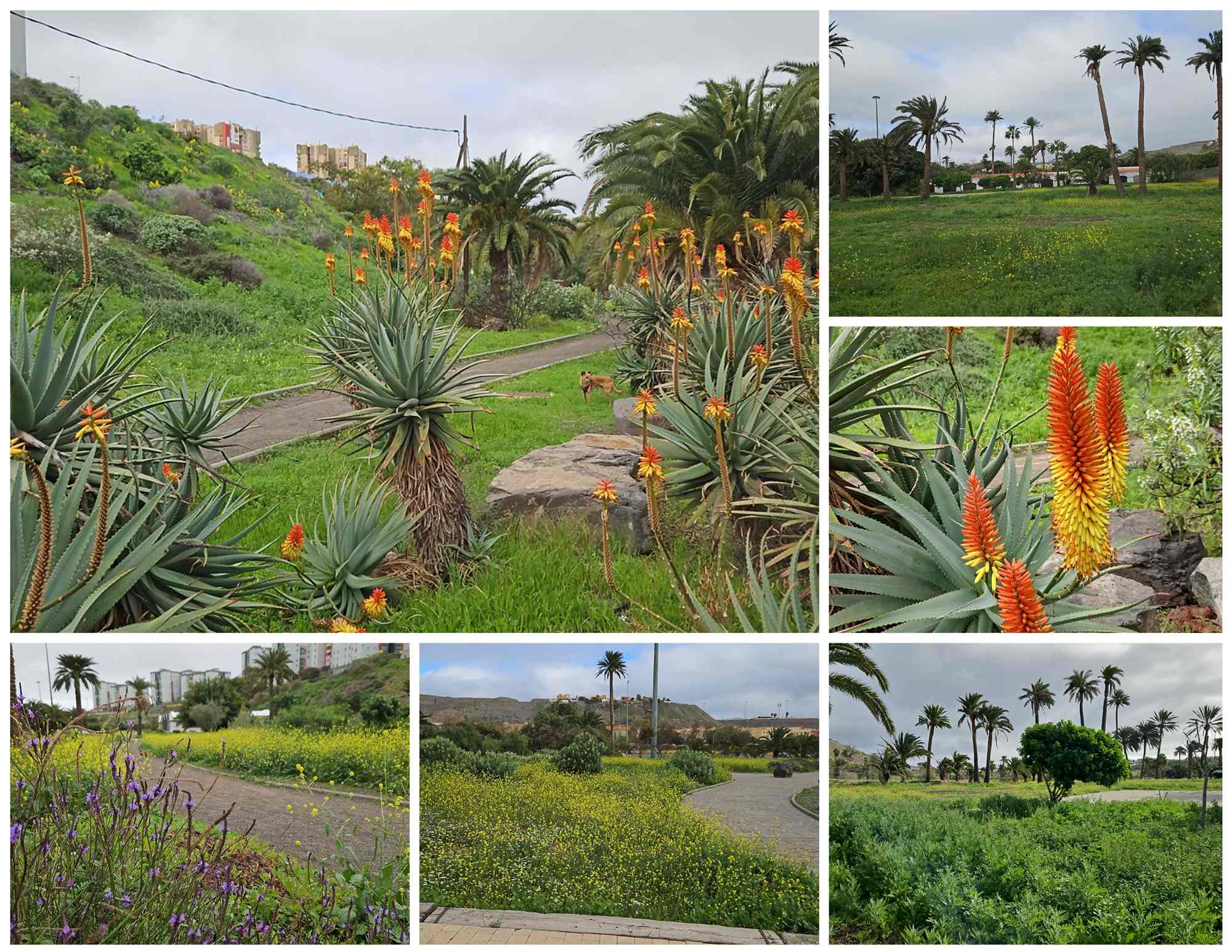El verde regresa con fuerza a los parques del Valle de Jinámar