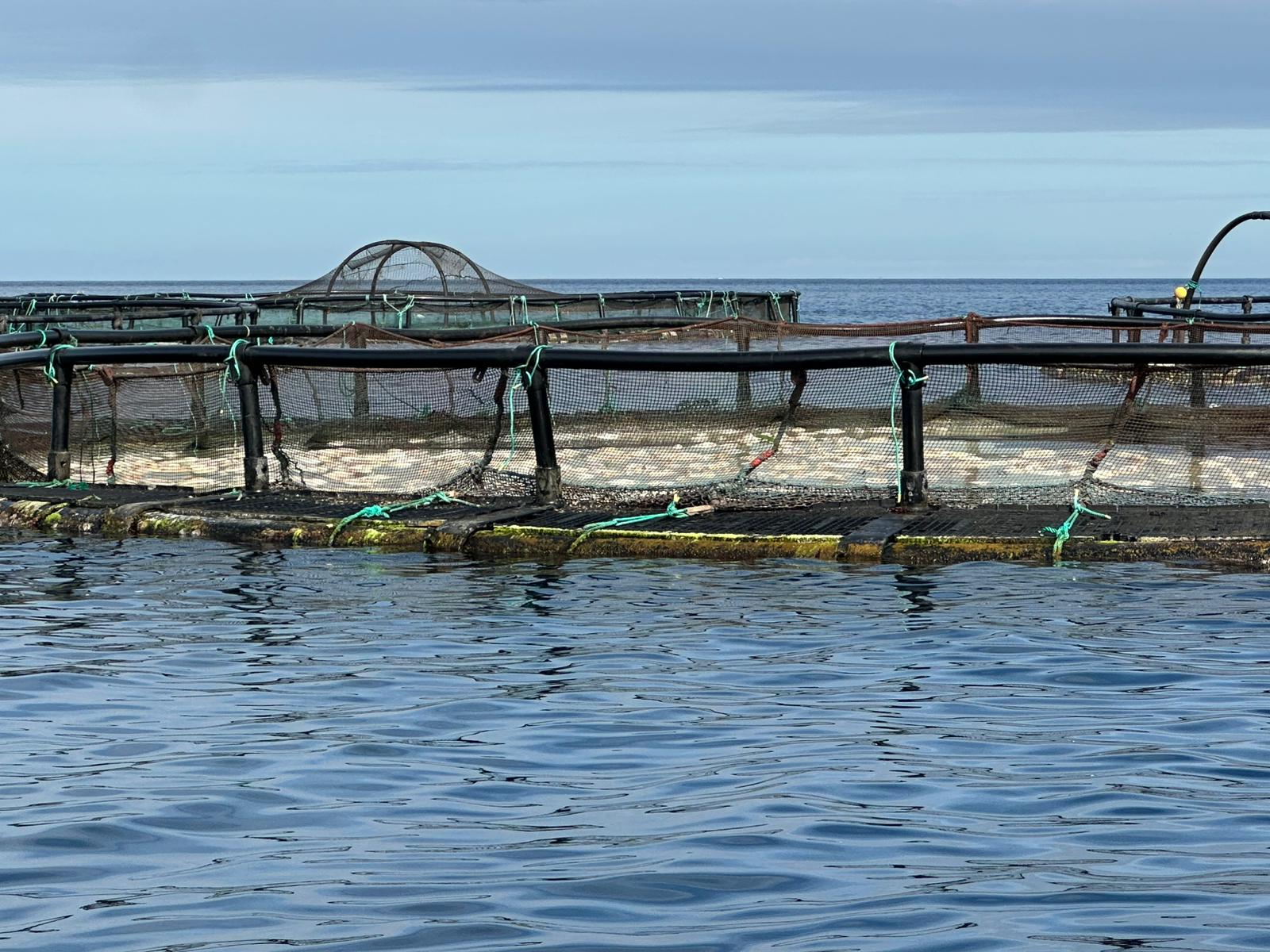 Peces muertos en el interior de unas jaulas marinas de Melenara/TA.
