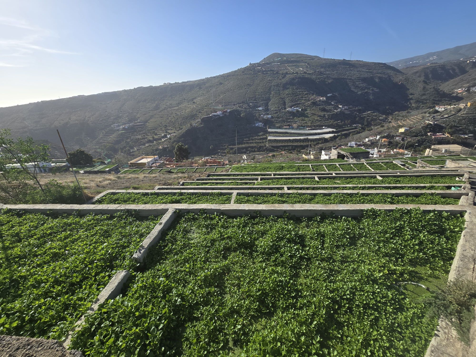 La economía verde genera 412 contratos en Telde