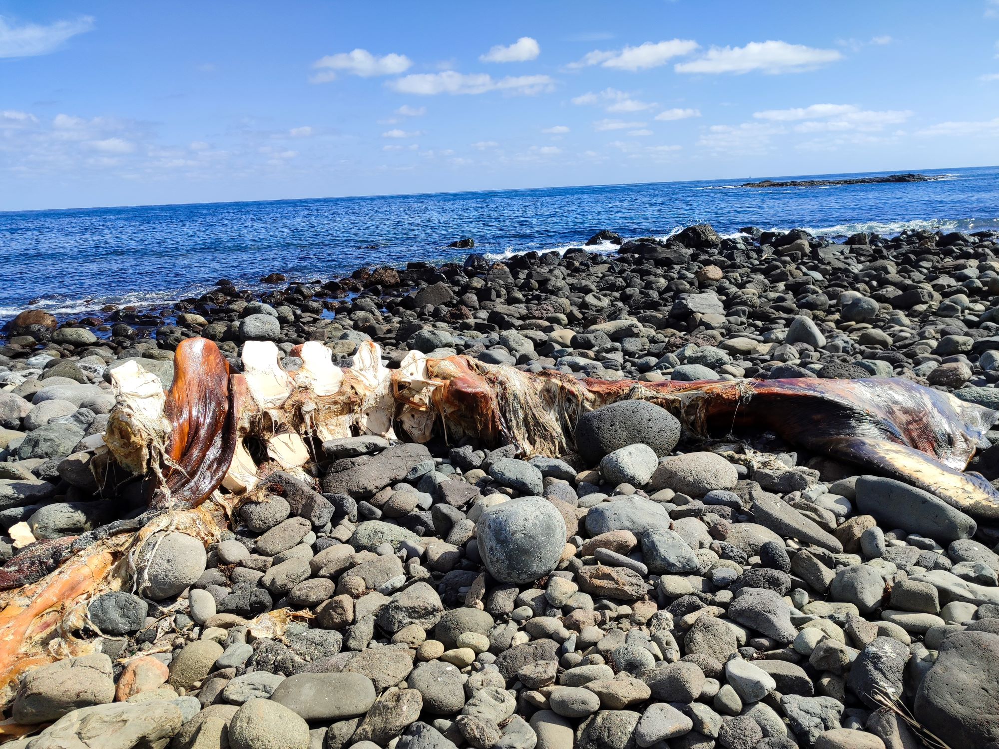 Ballena en estado de descomposición en Bocabarranco-Telde/Toribio Inda.