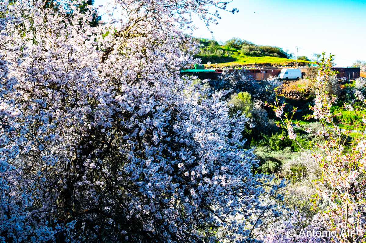 Los almendros en flor tiñen de blanco la cumbre de Telde