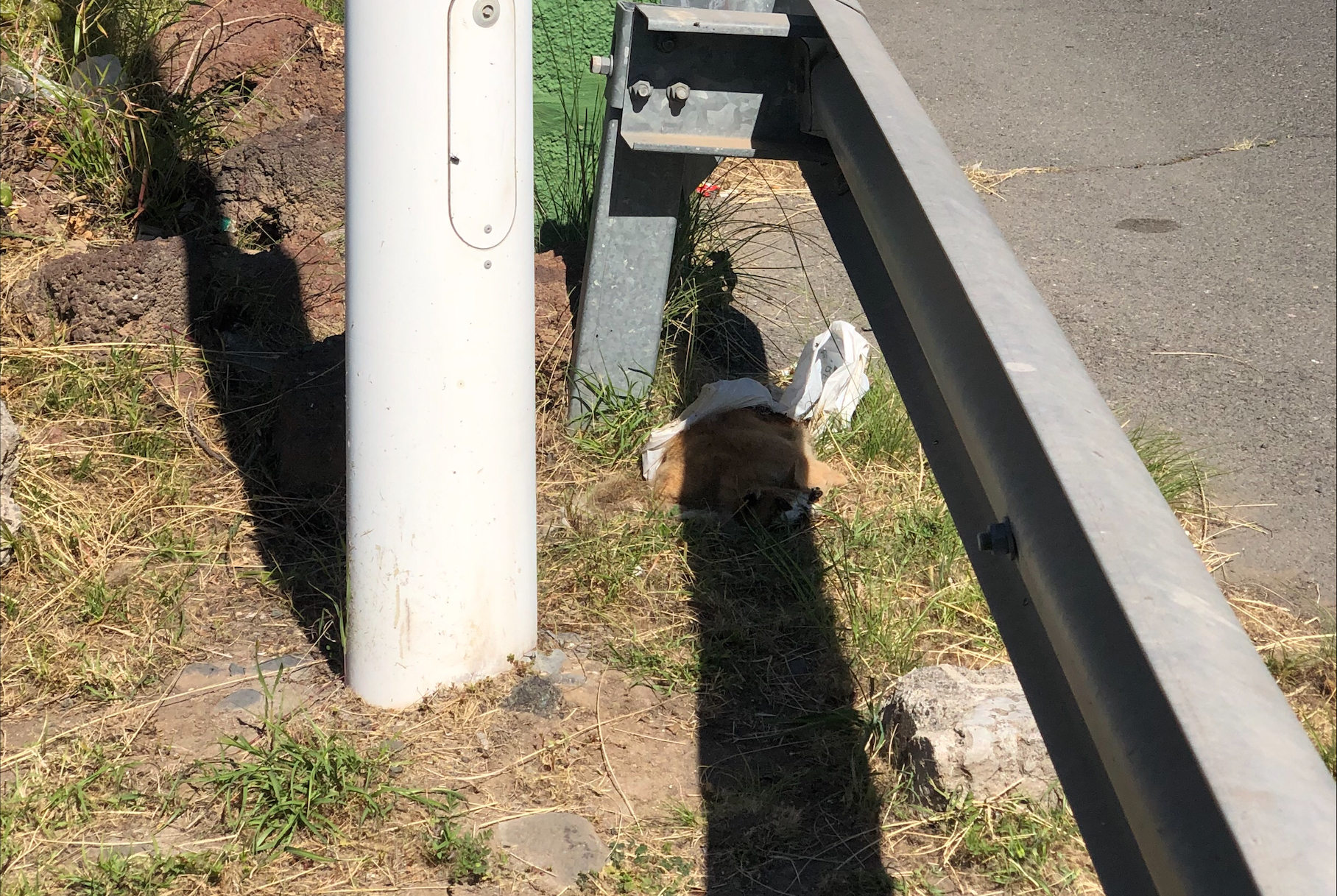 Piden retirar el cadáver de un animal atropellado