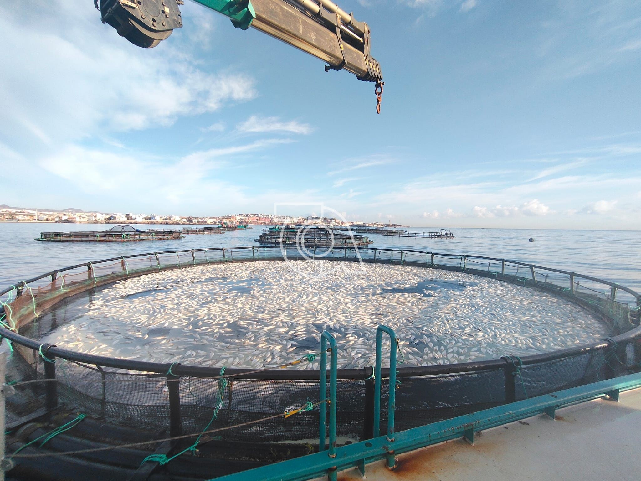 El Gobierno canario confirma el desmantelamiento de las jaulas marinas de Telde a lo largo de 2026