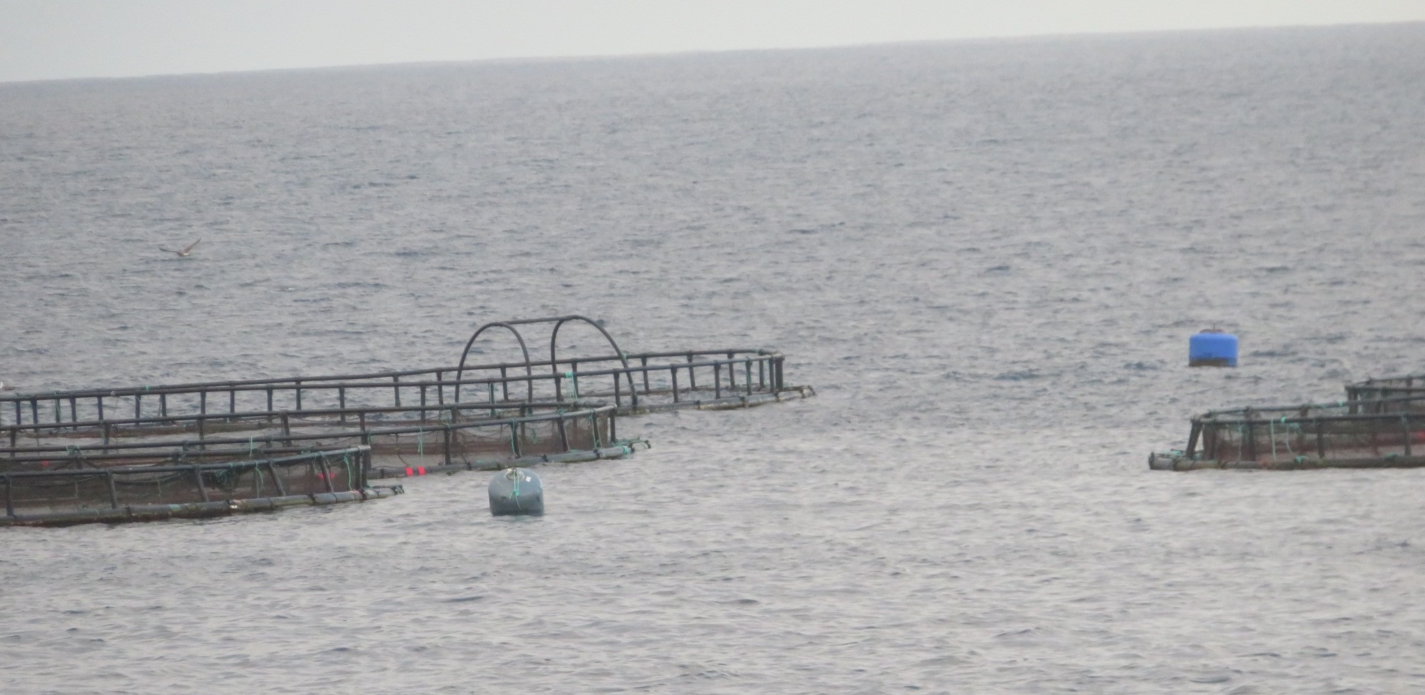 Los ciudadanos cargan contra las subvenciones millonarias a la acu&iacute;cola de Melenara