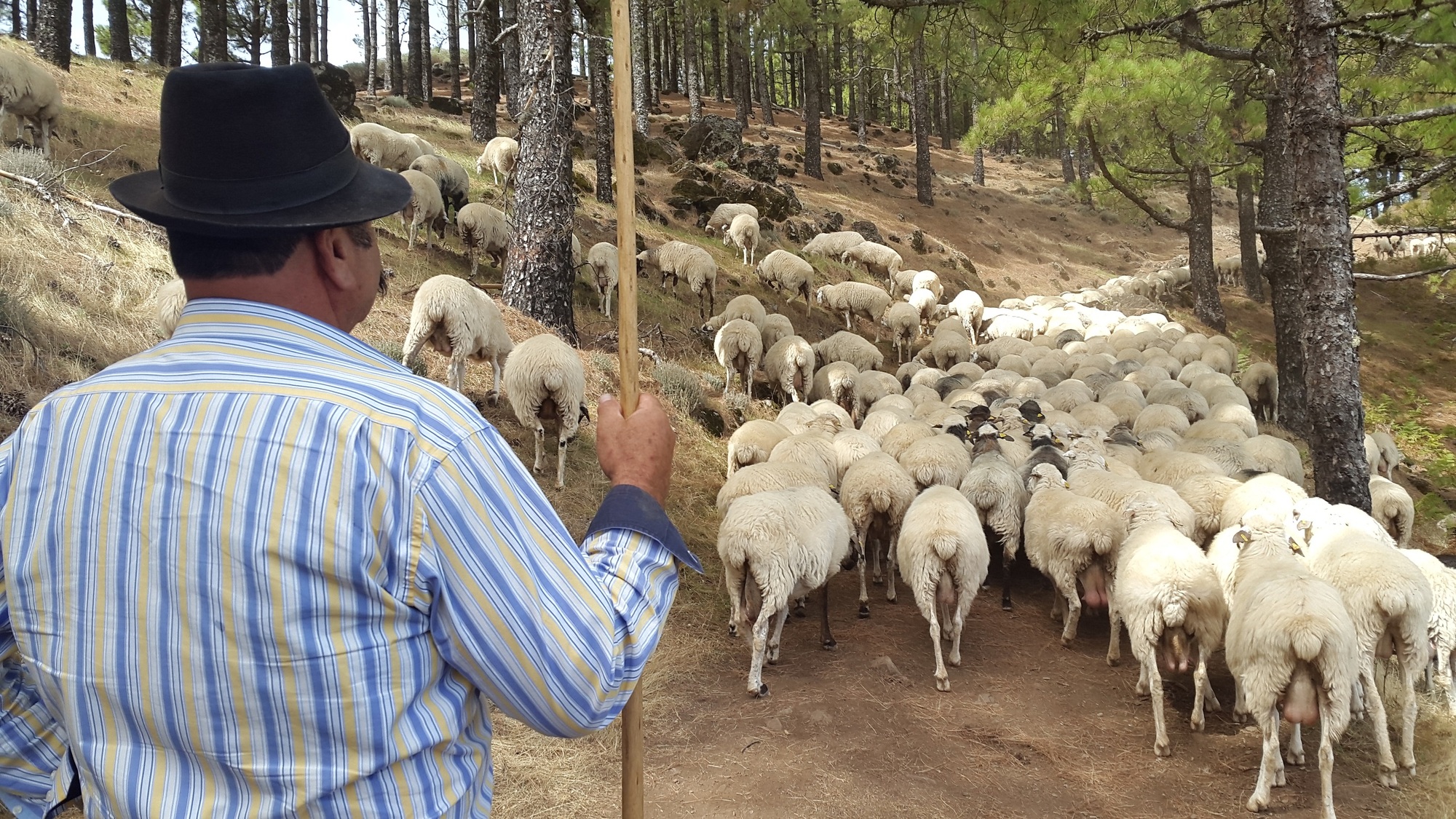 El Cabildo vuelve a remunerar a las familias ganaderas por el pastoreo estratégico