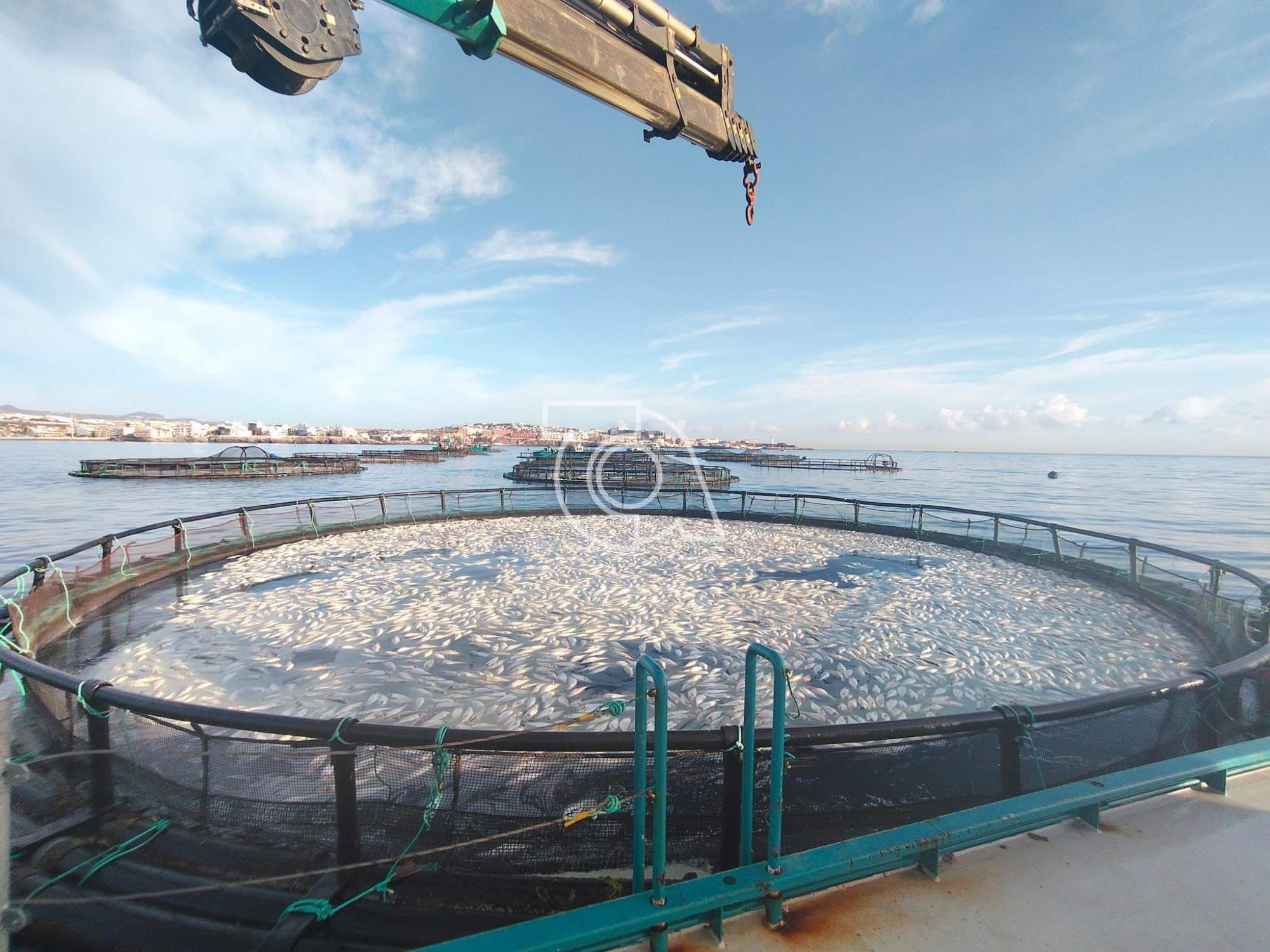 Canarias prohíbe ampliar la producción en las jaulas marinas de Aquanaria en Telde