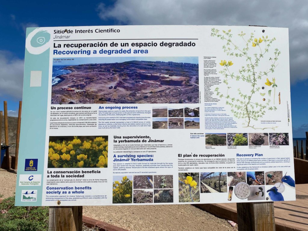 El Gobierno de Canarias aprueba un plan de recuperación para la yerbamuda de Jinámar