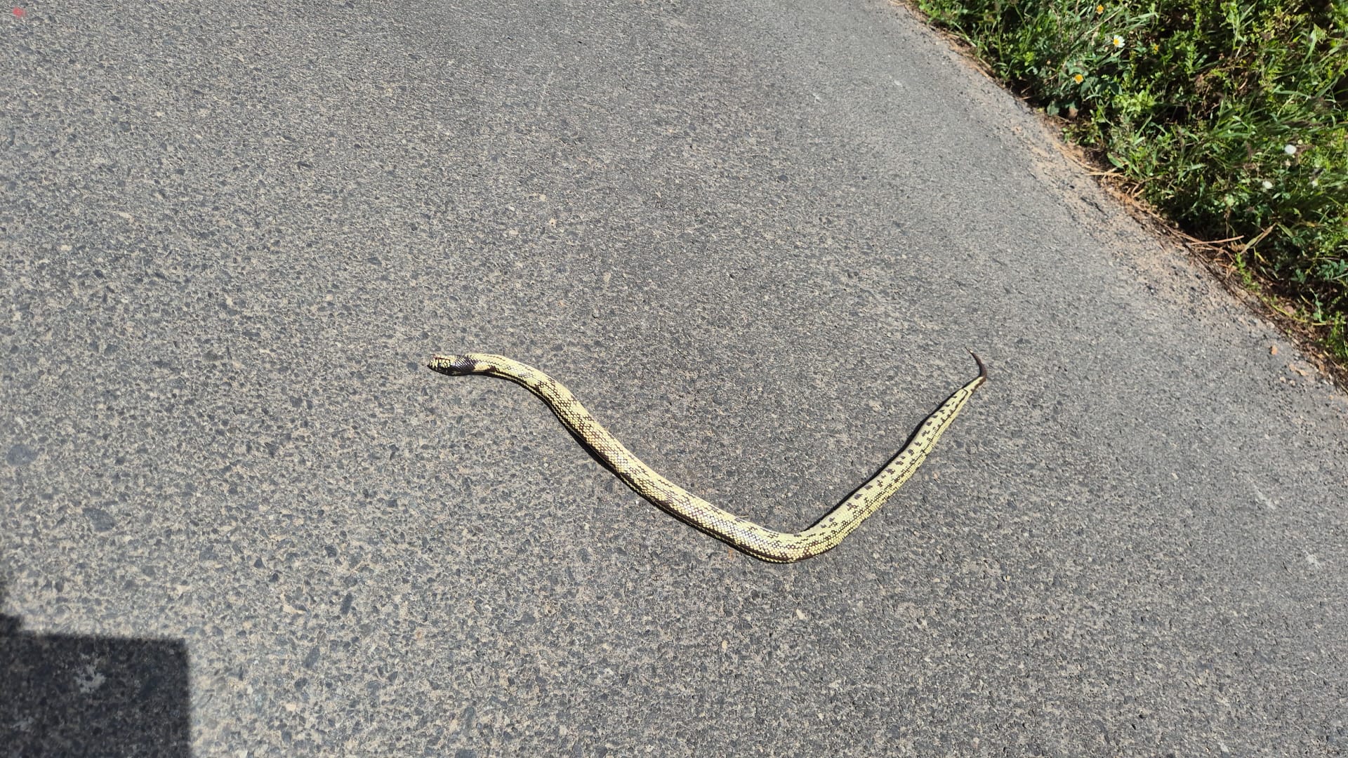 Avistan una culebra real de California en Caserones Bajos