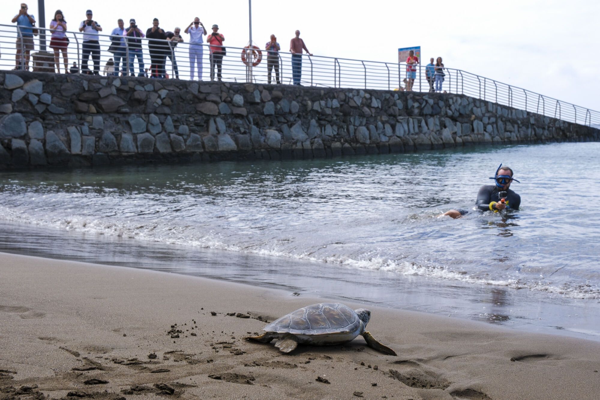Imagen de la devolución al mar de la tortuga en la playa de Melenara/Andrés Cruz/LP-DLP.
