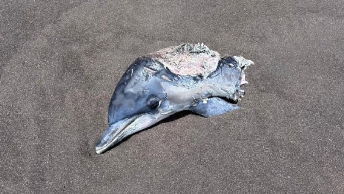 Un joven delfín aparece mutilado en la costa de Telde