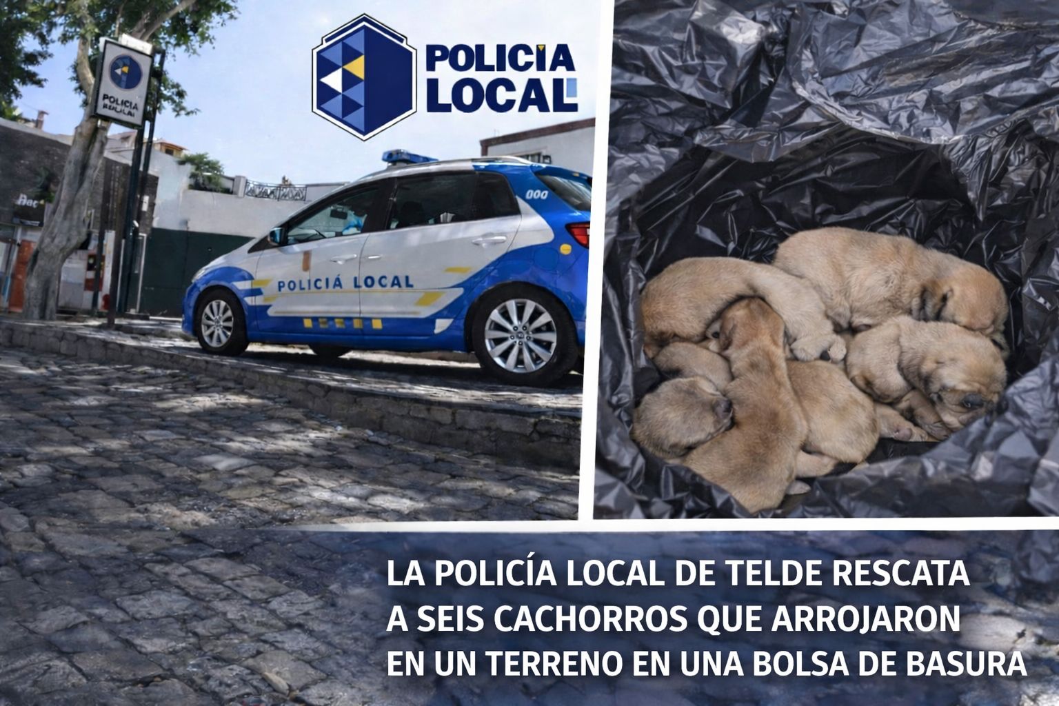 La Policía Local de Telde identifica a una pareja que abandonó a seis cachorros en una bolsa